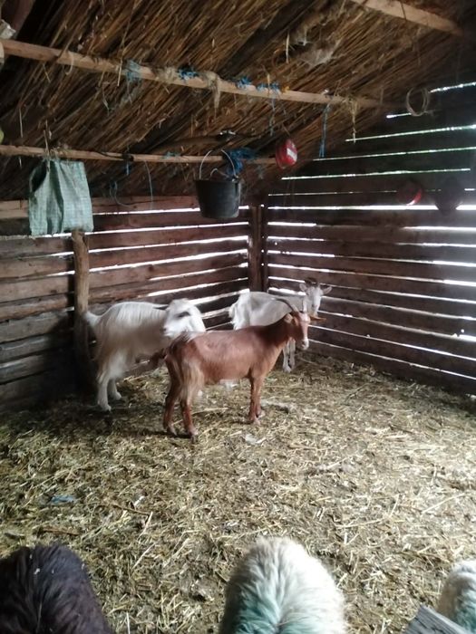Vând 2 capre și un țap