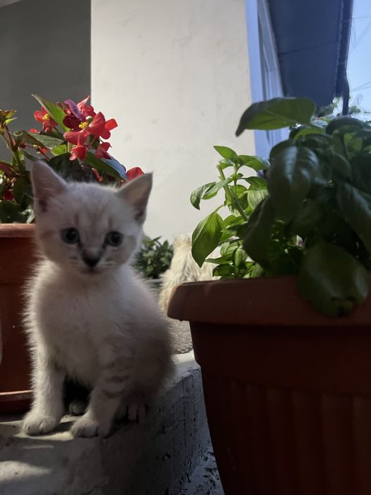 Donez pui pisica