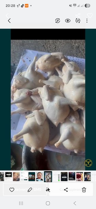 Куры домашние оптом и в розницу