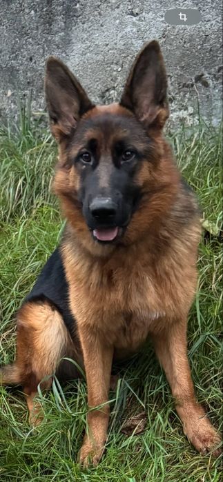 Câine ciobănesc german canisa Von Bad Box