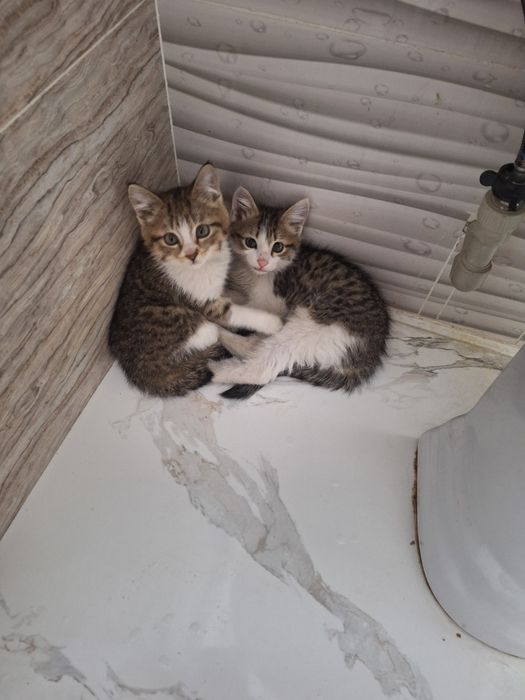 Отдам в добрые руки кошку