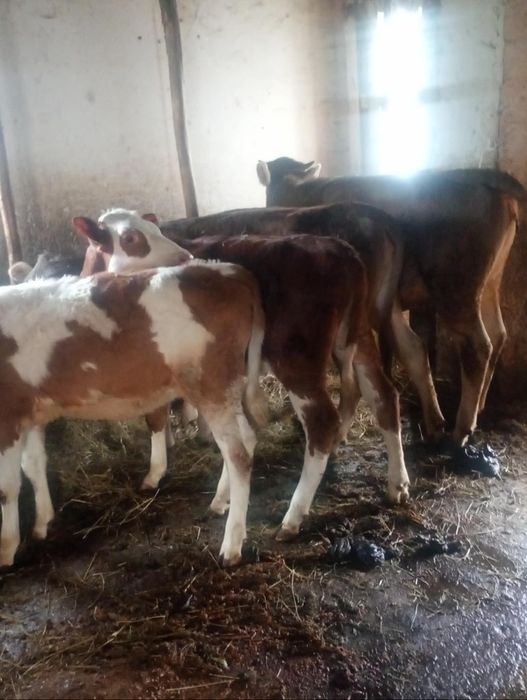 Vând 4 vitale intarcate