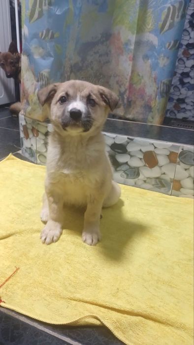 Щенята в добрые руки!