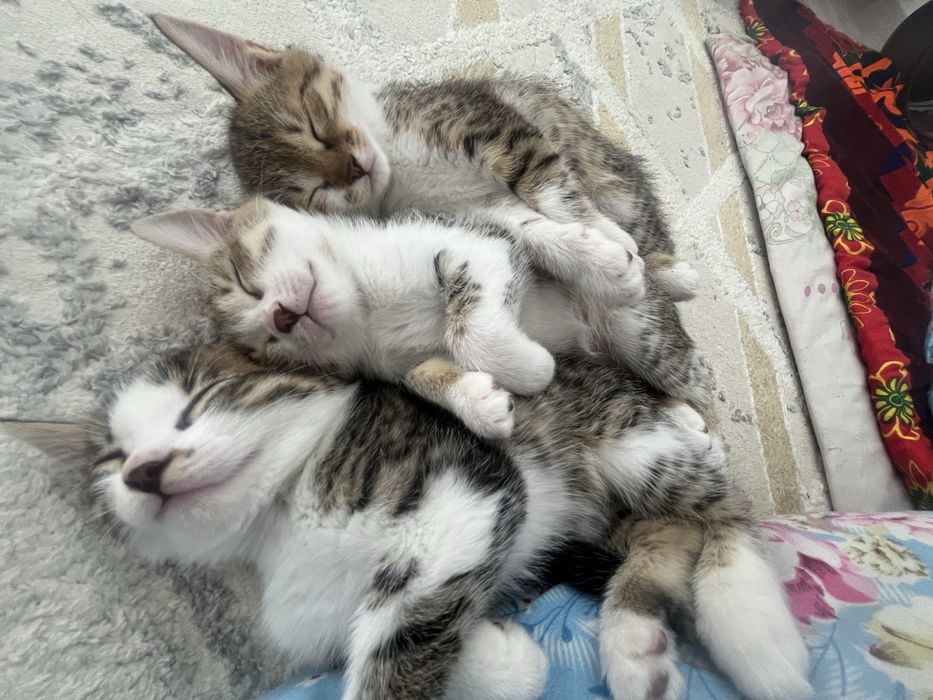 Продам котенков 2 месяца