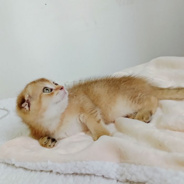 Срочно Девочка Скоттиш фолд золотая Шиншила