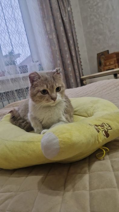 Мальчики и девочки ждут любящих хозяев