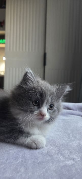 Отдам двух котят (девочки)