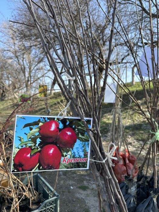 Жемыс жидек көшеттер