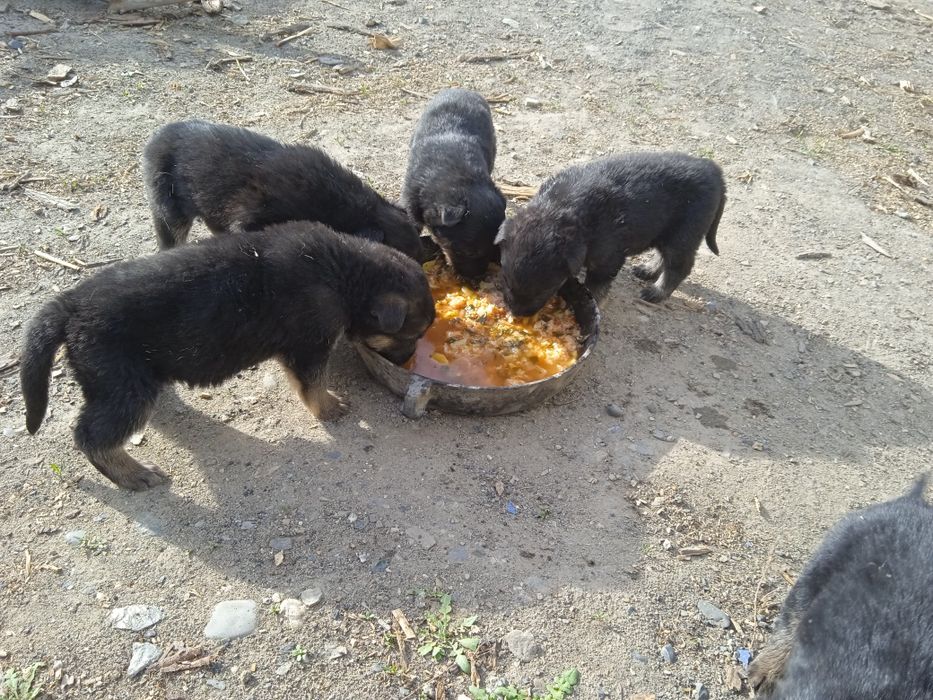 Продаются щенятаь