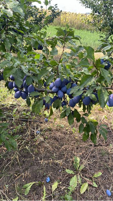 Prune de consum