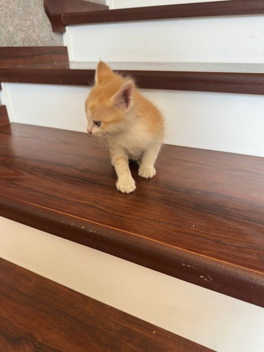 Мушуклар котёнки