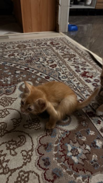 Продам котят,дворняжки