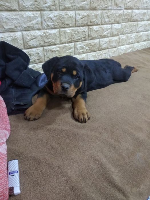 Продажа щенков ротфелера