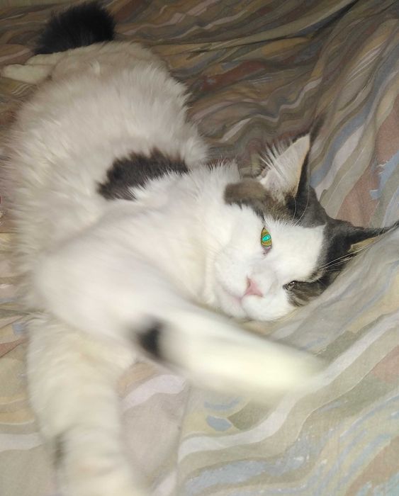 Cazare animale de companie MICI si PISICI CASTRATE- pet sitter