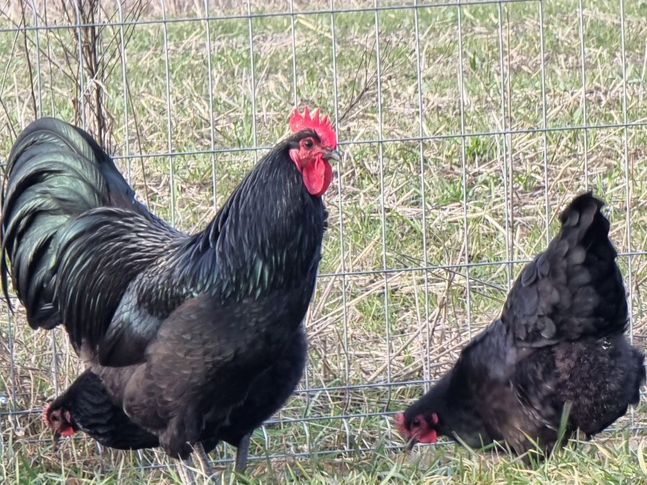 Vand gaini rasa Australorp varsta 1 an