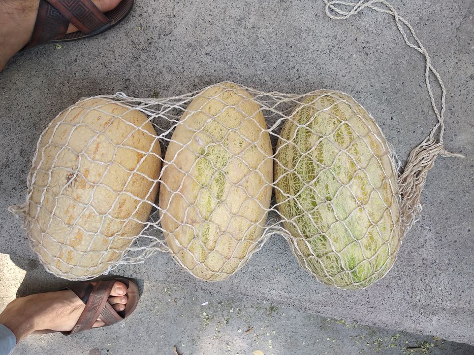 Аво́ська (сетка)