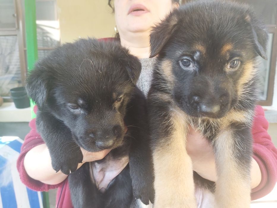 Прдаются чистокровные щенки немецкой овчарки