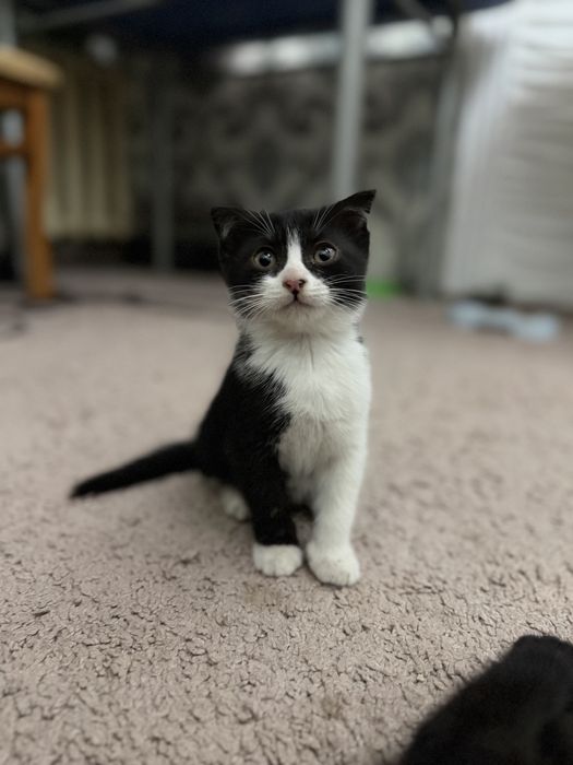 Navoiy shahrida scottish fold mushuklari sotiladi