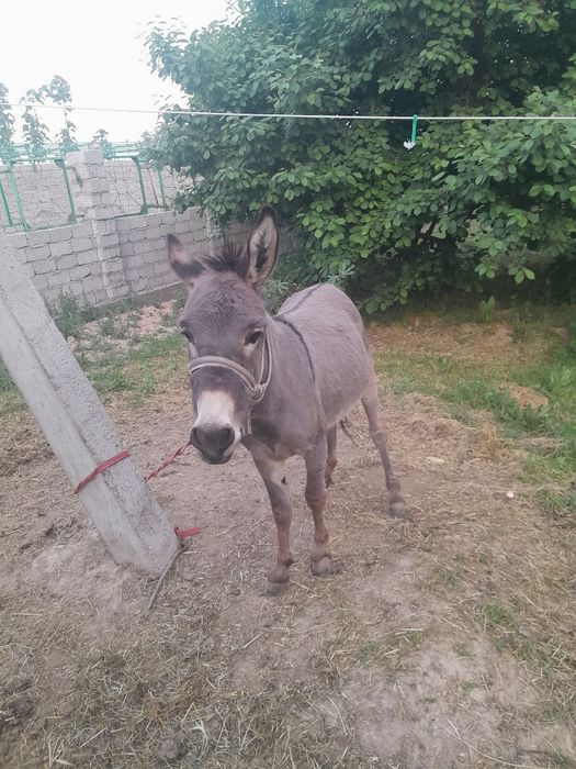 Продается молодой осел