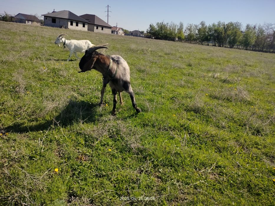 Срочно Теке ешкі козел коза