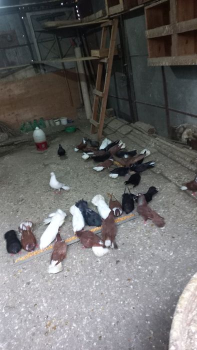 Продават се гълъби