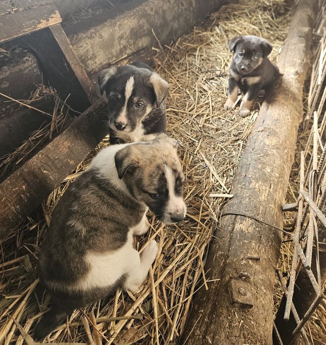 Adopție catei talie mica-medie