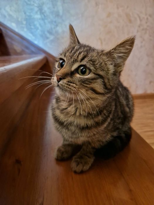 Отдам котенка в хорошие руки