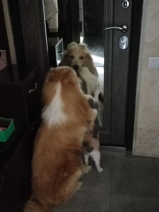 Ищем для вязки невесту