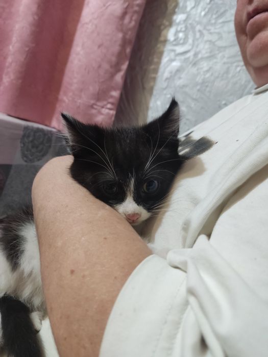 Отдам котяток в добрые руки