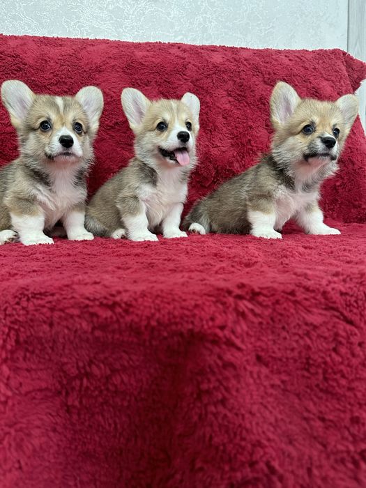 Милые щеночки вельш корги