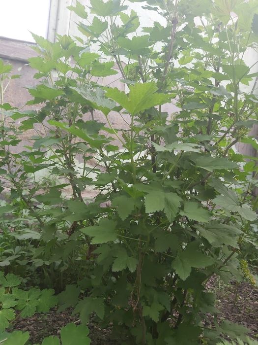 Саженцы красной смородины