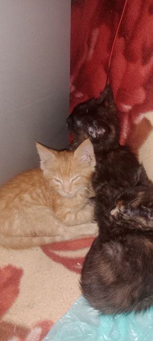 Продам котят мейн-кун