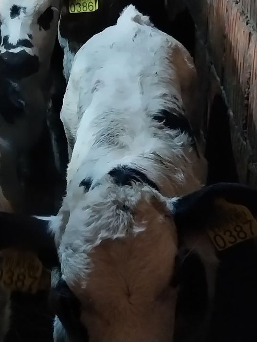 Vând taurasi belga și baltat