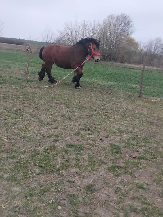 Vând două iepe Ardeneze