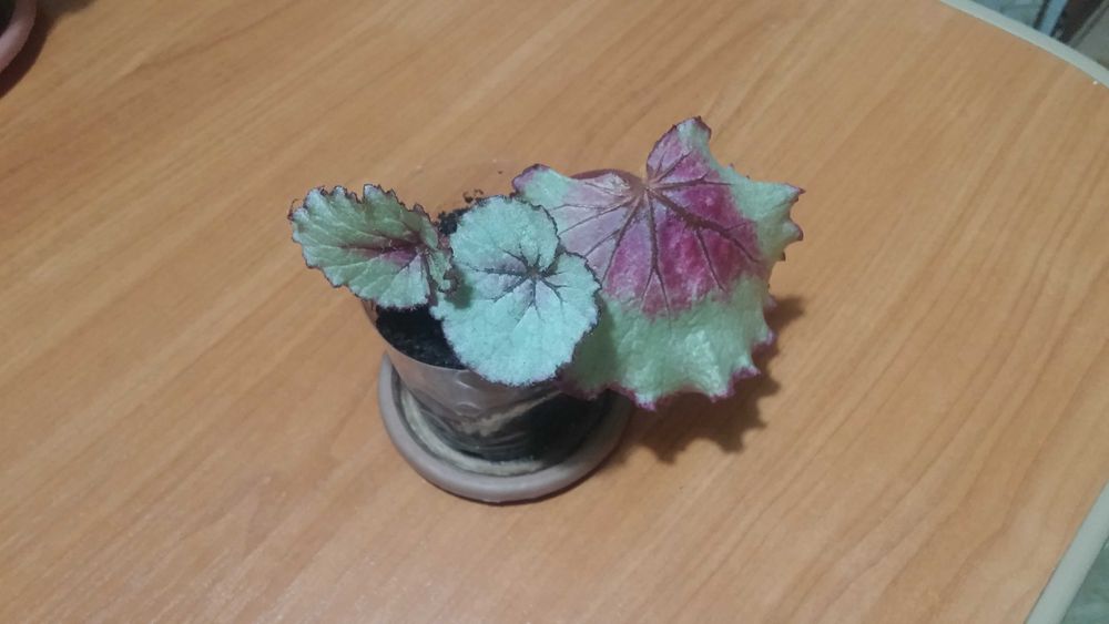 Бегония комнатная