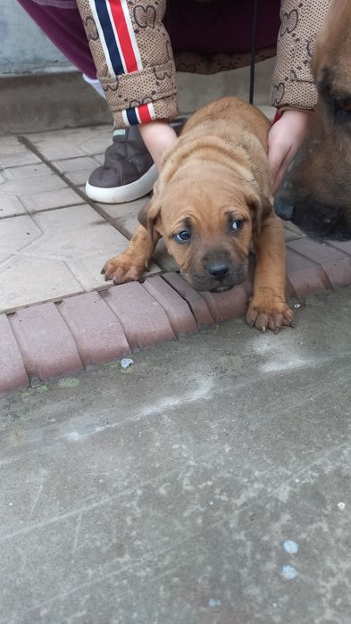 Щенки питбуль 1 месяц