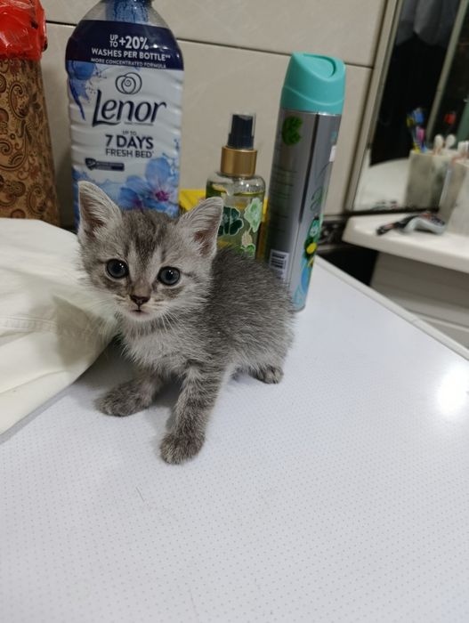 Отдам котенка девочка