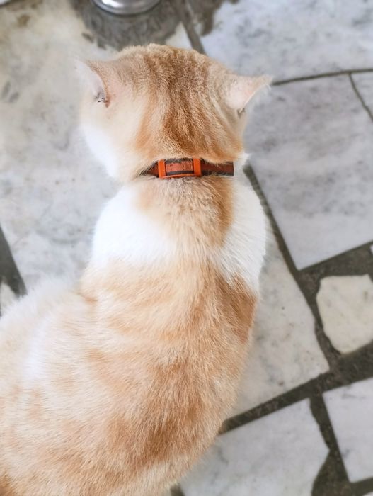 Котик,молодой котик