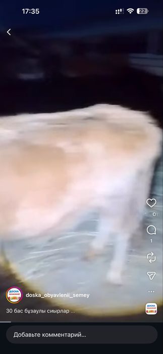 Оптом сиырлар сатылады