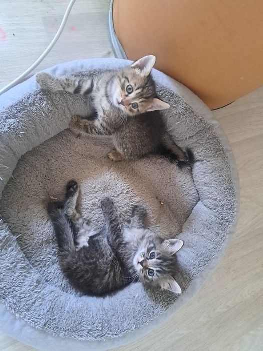 Котята ,возраст 2 месяца