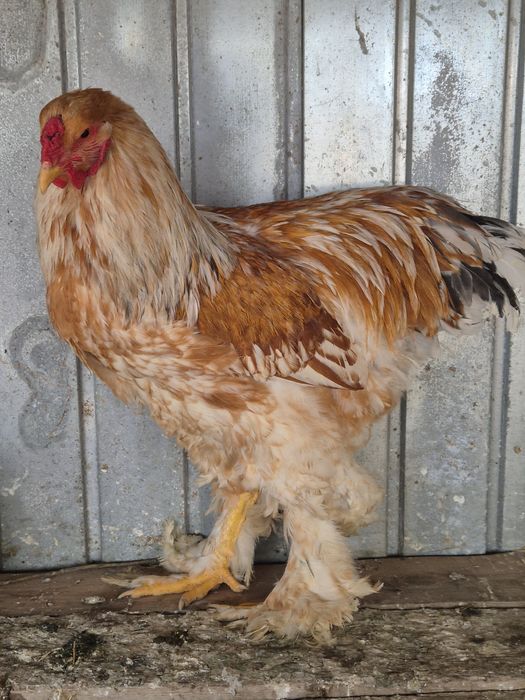 Cocosi brahma de vanzare