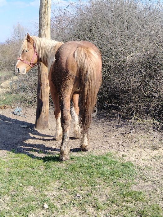 Vând mânz blond (sarg)