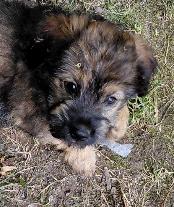 Catelusa metis pentru adoptie