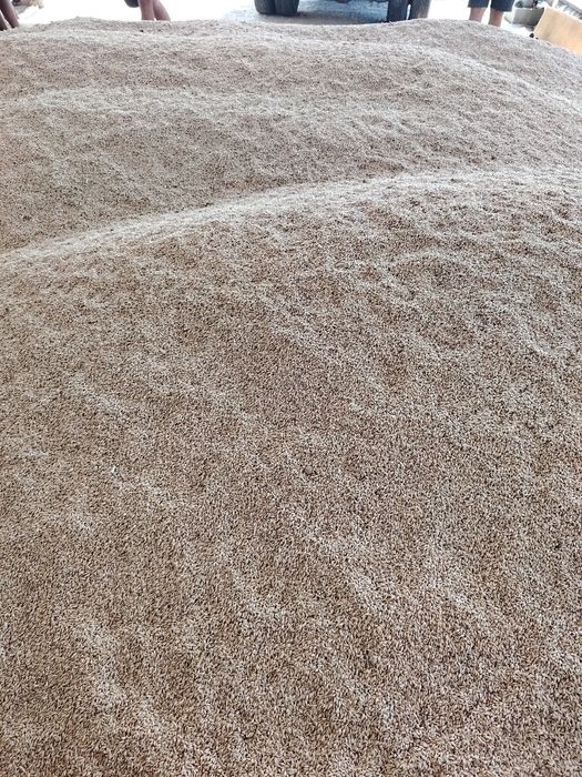 Vând triticale grâu furajer