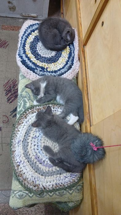 Отдам Котят в хорошие руки!
