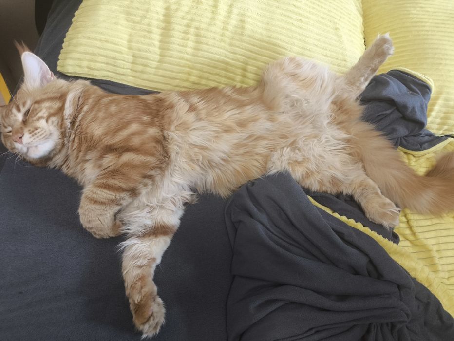 Мейнкун котятки.Милые девочки.