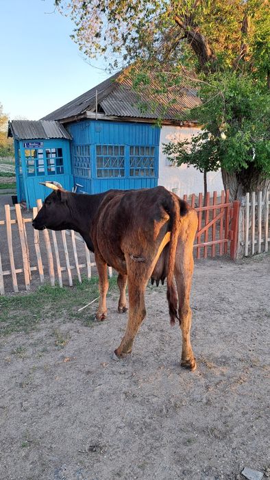Продам Корову хорошую
