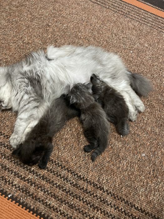Отдам котят в добрые руки