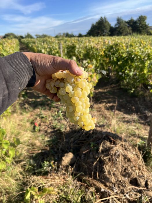 Struguri de vin producția 2026 sunt în zonă azi 24/24  valea dragului varasti hotarele colibas Giurgiu  Feteasca Regală  Resling  Galbenă de