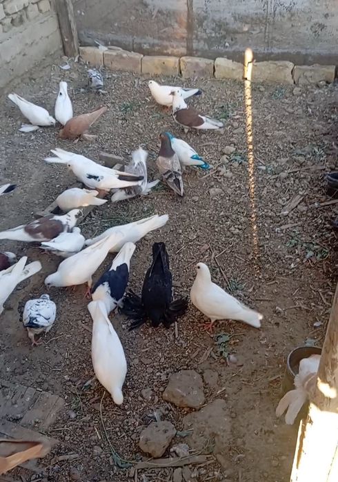 Кептерлер сатылады.